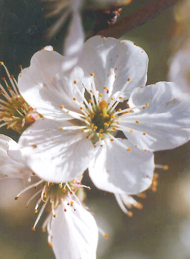 Apple Blossom.jpg